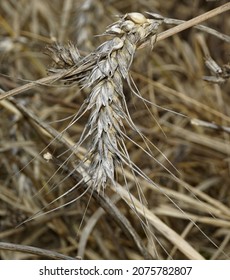 Single Unharvested Wheat Stalk In Autumn.