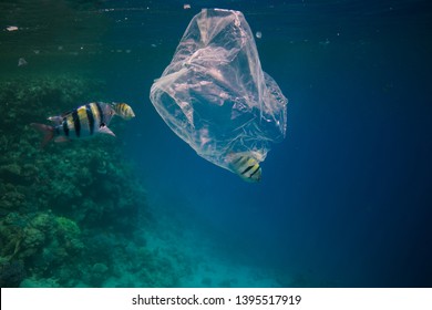 Single use plastic bag floating in the blue water next to the coral reef among fish, ocean pollution - Powered by Shutterstock