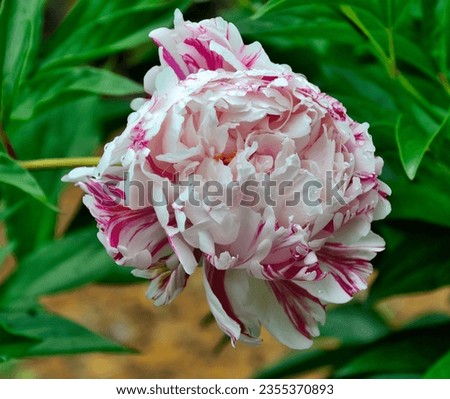 Single variegated white with pink striped peony flower variety Candy Stripe close up. Wonderful double peony flower in summer garden in full bloom. Floriculrure, gardening or holiday concept