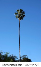 A Single Very High California Fan Palm Tree Under Blue Sky