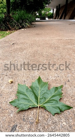 A single, vibrant green maple leaf rests on a textured concrete path in Eastwood, Australia, suggesting the transition of seasons. The blurred background hints at a peaceful urban outdoor setting.