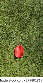 single vibrant red fallen leaf resting on a lush green grass lawn