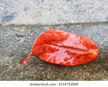 A single, vibrant red leaf lying on a gray concrete surface.
