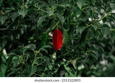 A single vibrant red leaf stands out amidst a background of deep green foliage, symbolizing contrast and uniqueness in nature. The vivid colors and natural setting create a striking visual impact.