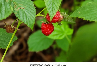 A single, vibrant red raspberry ripens on its stem amidst lush green foliage, hinting at the bounty of nature