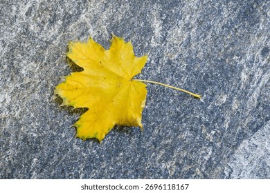 A single vibrant yellow maple leaf is centered on the rough, gray stone, leaving ample negative space for design and text.