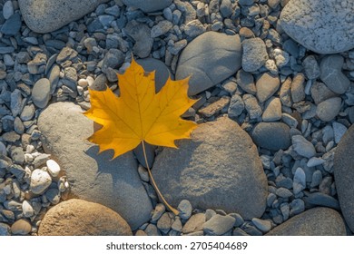A single, vibrant yellow maple leaf stands out against a textured background of rounded, multi-colored river rocks, suggesting a tranquil autumn scene.