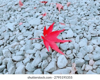 Single vivid red fallen maple leaf lying on a grey gravel ground in autumn