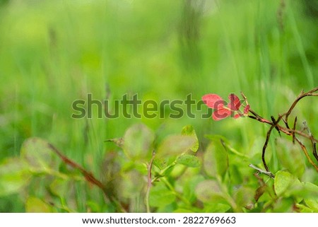 A single vivid red leaf stands out against a soft blurred green summer background.