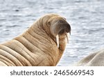A single Walrus looking at the camera.