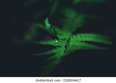 Single Water Droplet On A Green Fern