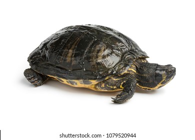  Single water turtle isolated on white background