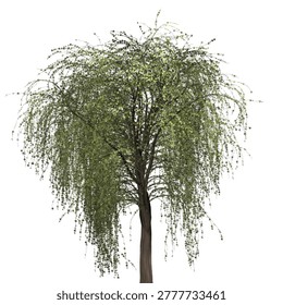 A single weeping willow tree with drooping green foliage isolated on a plain white backdrop, creating a clean and natural composition.