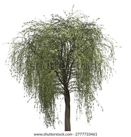 A single weeping willow tree with drooping green foliage isolated on a plain white backdrop, creating a clean and natural composition.