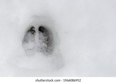 A Single Well Defined Deer Footprint In Fresh Snow. Small Amount Of Dirt Visible At The Bottom.