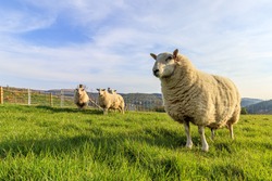 A Single Welsh Moutain Sheep In A Field Of Grass In The Foreground, With Three More, Slightly Out Of Focus, In The Background