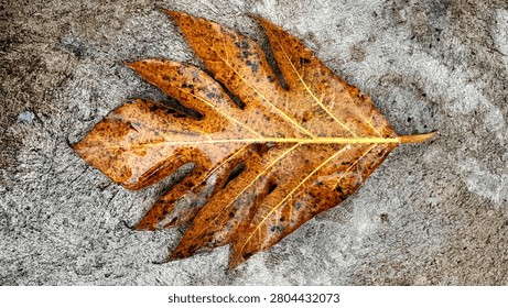 A single wet, brown breadfruit leaf (Artocarpus altilis) fallen on a rough concrete floor, showcasing detailed veins and texture.