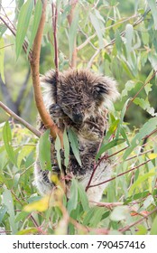 Single Wet Koala Bear Asleep In A Tree After A Downpour Of Rain.