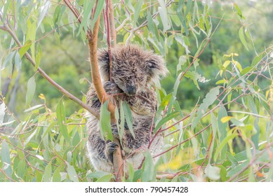 Single Wet Koala Bear Asleep In A Tree After A Downpour Of Rain.