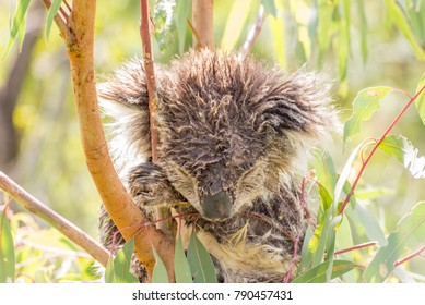 Single Wet Koala Bear Asleep In A Tree After A Downpour Of Rain.