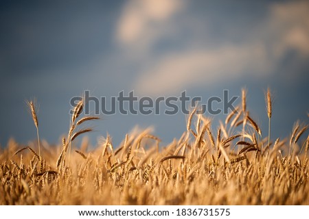 Single wheat ears on field. Wheatfield crops on the sky background. Agriculture background. 