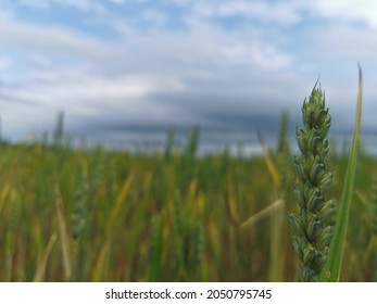 A Single Wheat Stalk In A Wheat Field