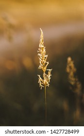 Single Wheat Stalk Isolated Closeup.