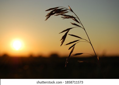 A Single Wheat Stalk With A Sunset Background 