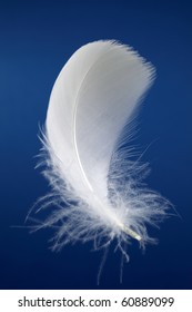 Single White Bird Feather Over A Dark Blue Background