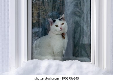 A Single White And Black Cat Sits On A Window Sill Or Apron With A Mound Of White Snow In Front Of The Window. The Cat Has A Collar And Tag Around Its Neck. The Animal Is Tilting Its Head Being Sweet.