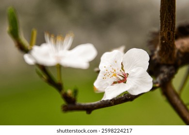  A single white blossom in sharp focus, with blurred flowers in the background. Captures the purity and grace of spring in a minimalist style.