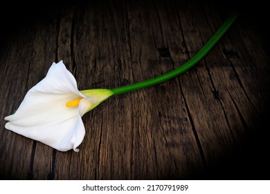Single white calla lily on a table in soft window light.