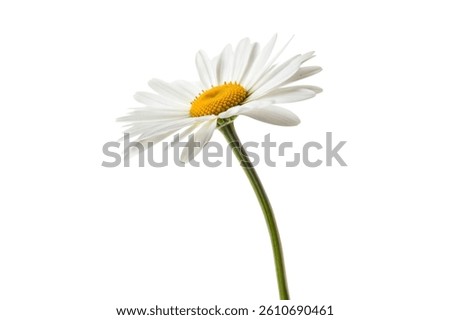 A single white chamomile flower with a yellow center, elegantly posed against a pure black background. 