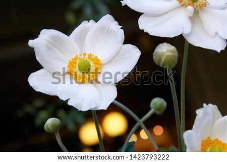 Single White Cherokee Rose Lights in Background