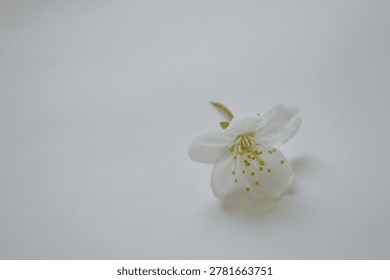 A single white cherry blossom flower rests on a plain, neutral surface, showcasing its intricate details and delicate structure