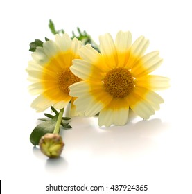 Single White Chrysanthemum Flower With Yellow Center Isolated Over White Background. Beautiful Dahlia Flowerhead Macro