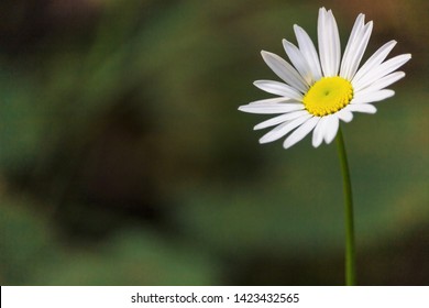 single daisy flower