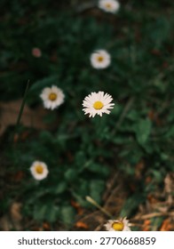 A single white daisy stands in sharp focus above soft green grass and other daisies blurred in shallow depth of field, capturing the fresh arrival of spring.