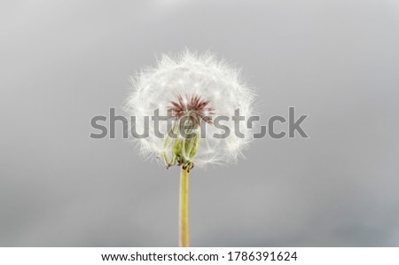 Single white dandelion on gray background.