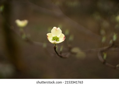 Single White Dogwood Flower Blooming In Spring