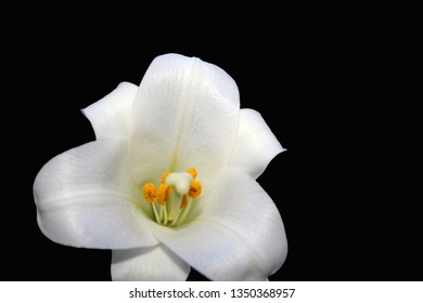 single white Easter lily with black background