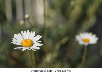 A single white flower blooming in sharp focus against a soft, beautifully blurred green background, capturing a minimalist and peaceful moment in nature