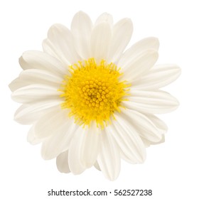 Single White Flower Isolated 