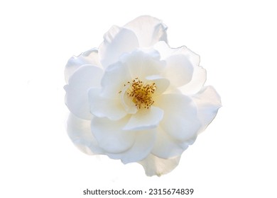 Single White Flower Isolated on White Background, White Flower without Background