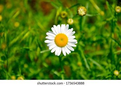 Single White Flower In A Meadow On The Chesapeake And Ohio Canal In Allegany County, Maryland.