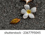 a single white flower on the ground, in the style of odd juxtapositions, thai art, photo taken with nikon d750, uhd image