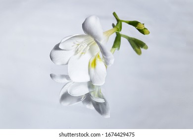 
single white flower in reflection