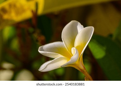 A single white flower with yellow accents opens gracefully among vibrant greenery under warm sunlight. - Powered by Shutterstock