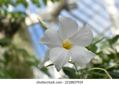 Single White Flower With Yellow Centre Against A Blurred Background In The Temperate Glass House At The Royal Botanic Gardens, London