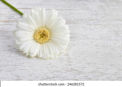 Single white gerbera daisy